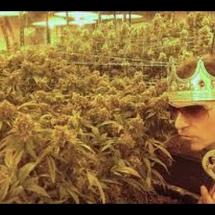 cannabisking